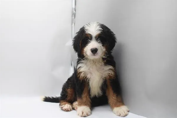 Female Mini Bernedoodle puppy named Beyonce for sale at Petland Joplin.