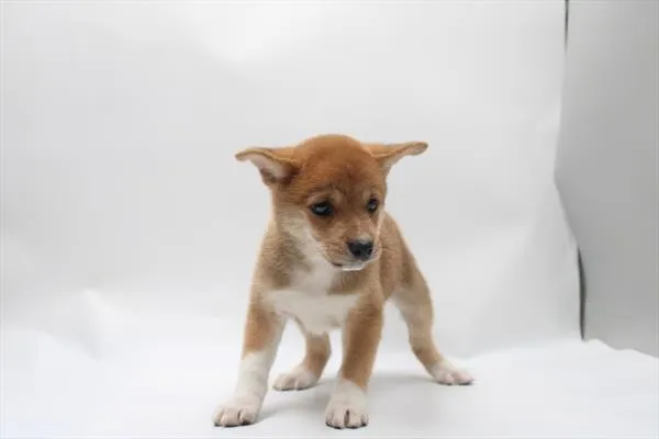 Male Shiba Inu puppy for sale at Petland Joplin.
