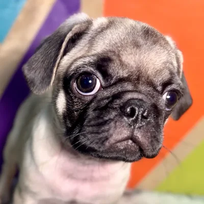 Male Pug puppy named Pauly for sale at Petland Rogers.