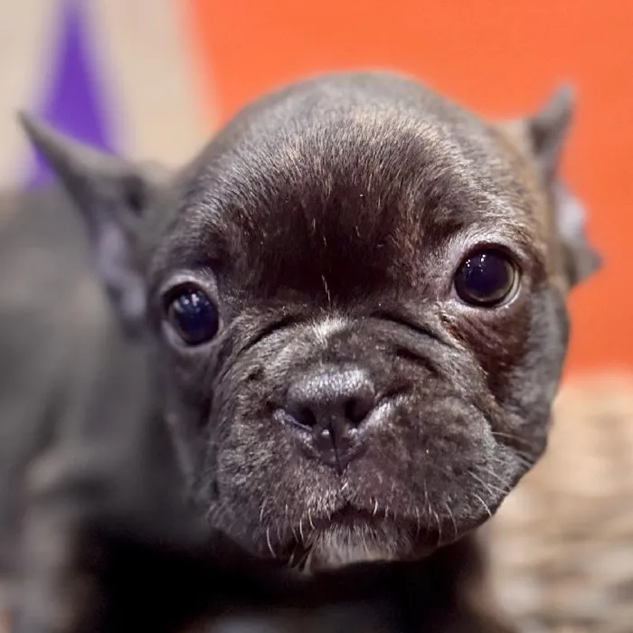 Male Frenchton puppy named Francis for sale at Petland Rogers.