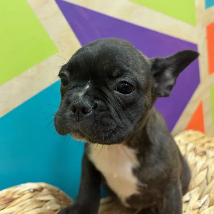 Male Frenchton puppy named Franklin for sale at Petland Wichita West.