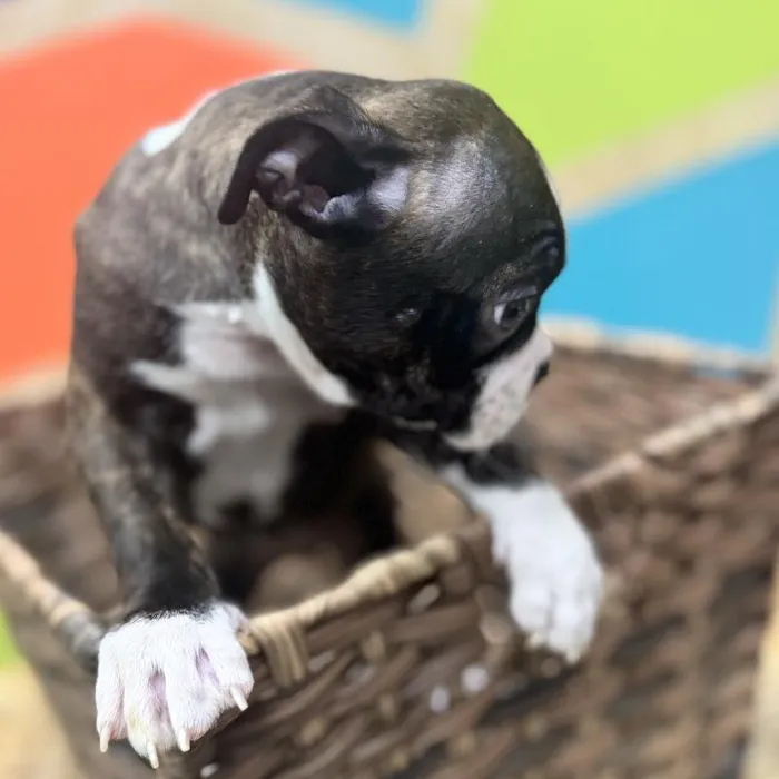 Female Boston Terrier Puppy for Sale in Rogers, AR