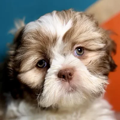 Male Shih Tzu puppy named Fred for sale at Petland Fayetteville.
