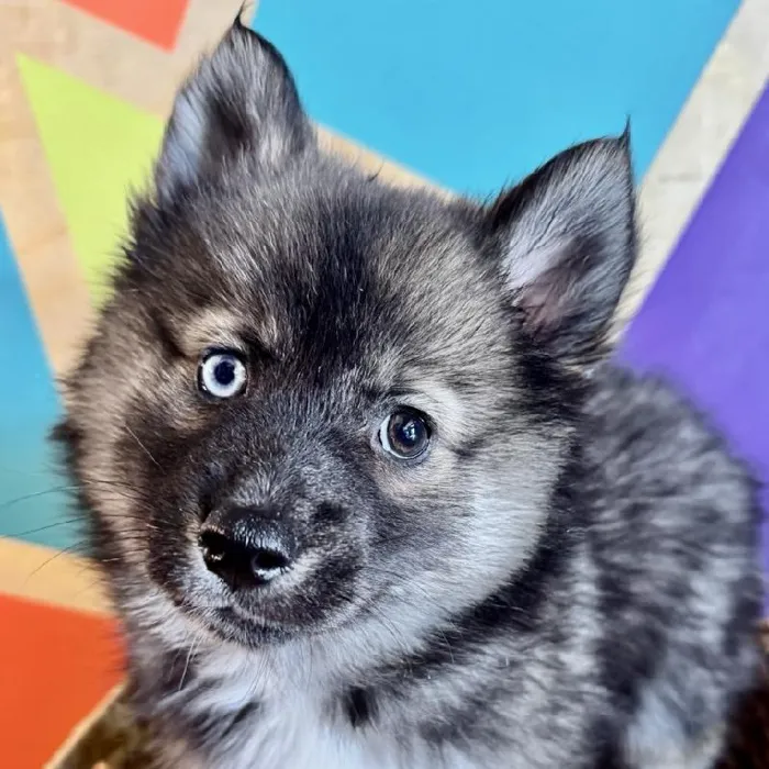 Male Pomsky Puppy for Sale in Joplin, MO