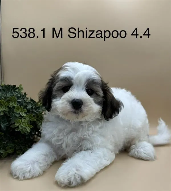 Male Shipoo puppy named Soto for sale at Petland Wichita West.