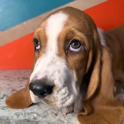 Male Basset Hound puppy named Saffron for sale at Petland Rogers.