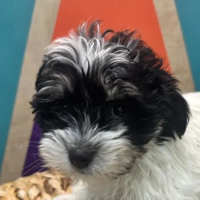 Female Havanese Puppy for Sale in Rogers, AR
