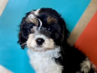 Male Cavapoo Puppy for Sale in Rogers, AR