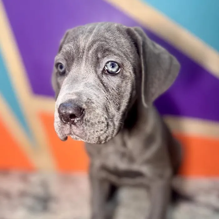 Female Cane Corso puppy named Blu Bell for sale at Petland Rogers.