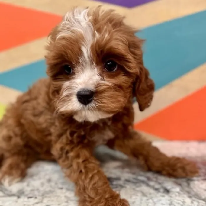 Female Cavapoo Puppy for Sale in Joplin, MO