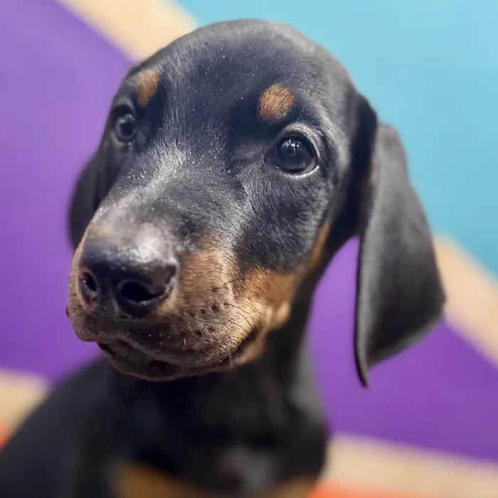 Male Doberman Pinscher puppy named Warren for sale at Petland Fayetteville.