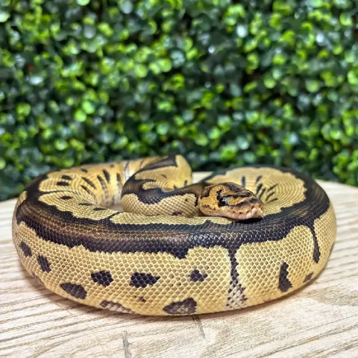 Male Ball Python reptile for sale at Petland Joplin.