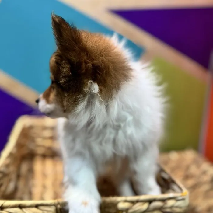 Male Pomeranian Puppy for Sale in Rogers, AR
