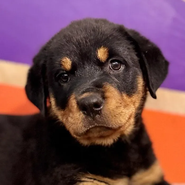 Female Rottweiler Puppy for Sale in Rogers, AR
