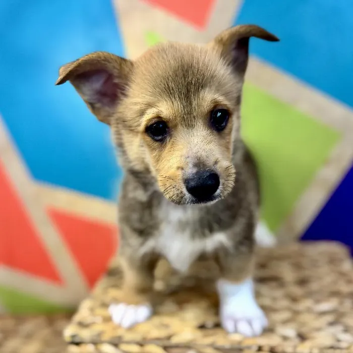 Male Pembroke Welsh Corgi Puppy for Sale in Rogers, AR