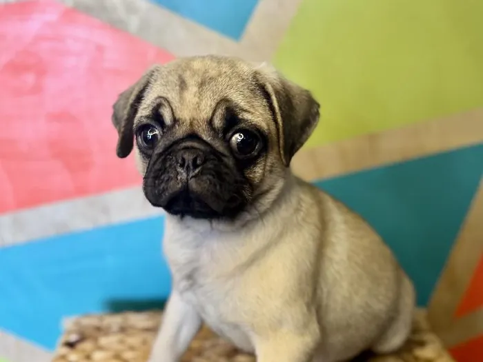 Female Pug Puppy for Sale in Rogers, AR