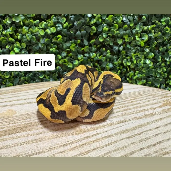 Female Ball Python reptile for sale at Petland Joplin.