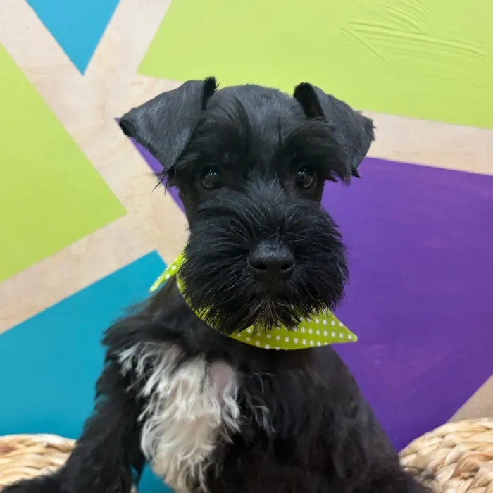 Male Mini Schnauzer puppy named Schroeder for sale at Petland Wichita West.