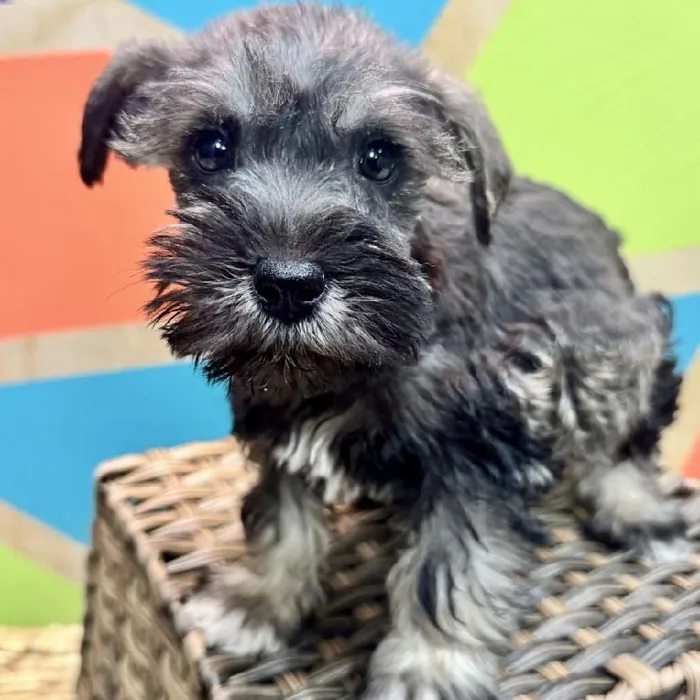 Male Mini Schnauzer Puppy for Sale in Rogers, AR