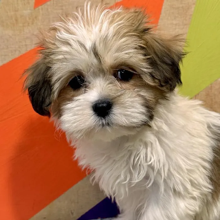 Female Teddy Bear Puppy for Sale in Rogers, AR