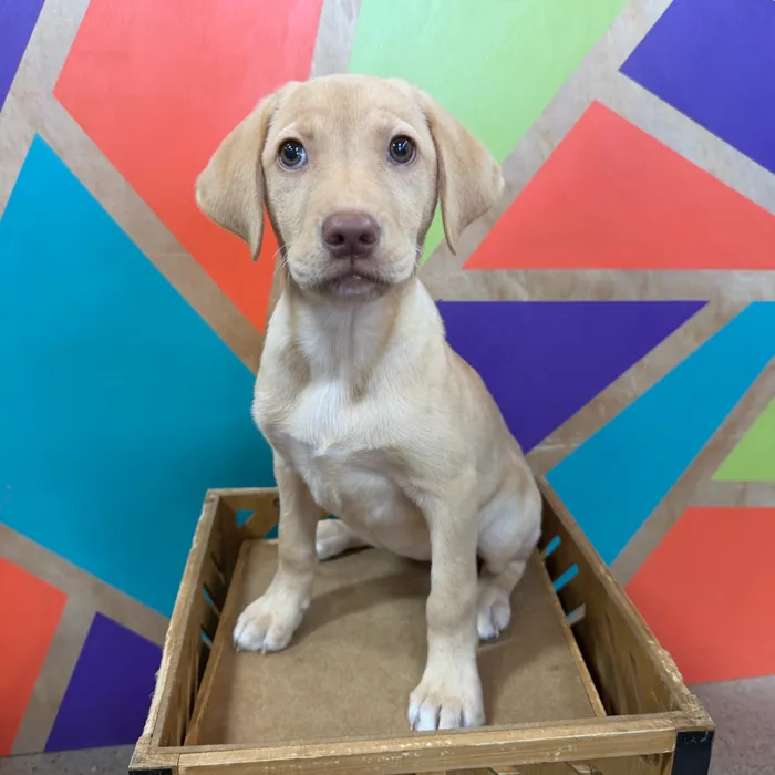 Female Labrador Retriever puppy named Loretta for sale at Petland Fayetteville.