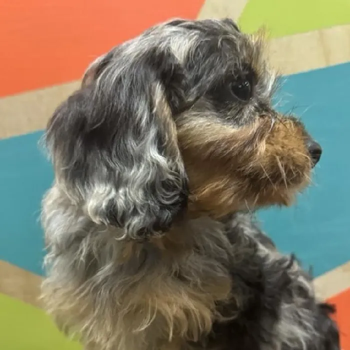 Female Cavapoo Puppy for Sale in Rogers, AR