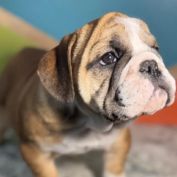 Female English Bulldog Puppy for Sale in Rogers, AR