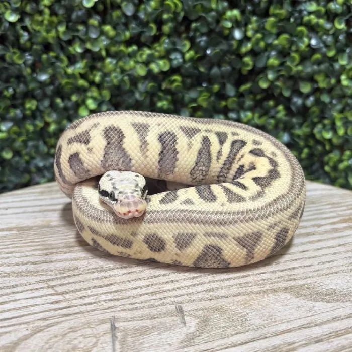 Female Ball Python reptile for sale at Petland Joplin.