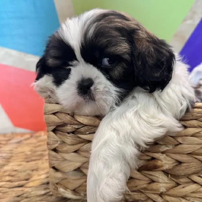 Male Shih Tzu Puppy for Sale in Rogers, AR