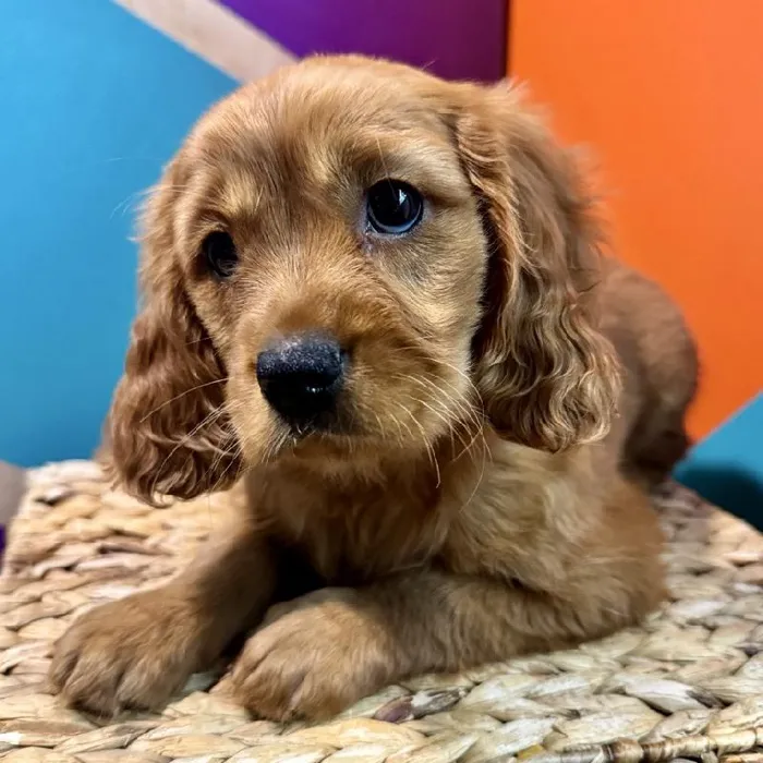 Male Mini Golden Retriever Puppy for Sale in Rogers, AR