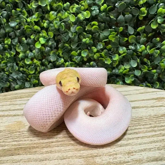 Male Ball Python reptile for sale at Petland Joplin.