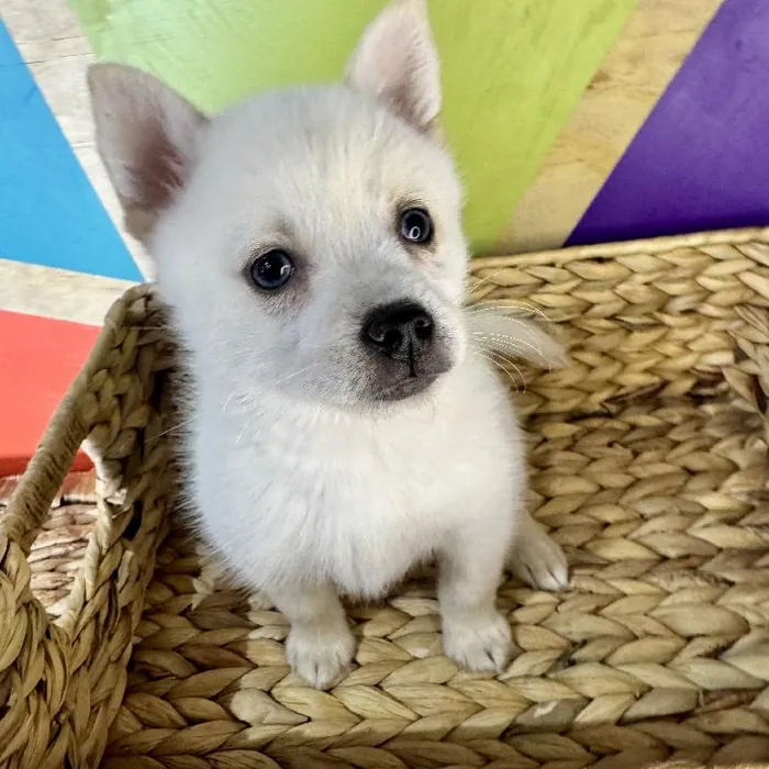 Female Alaskan Klee Kai Puppy for Sale in Rogers, AR