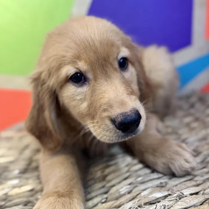 Female Golden Retriever Puppy for Sale in Rogers, AR