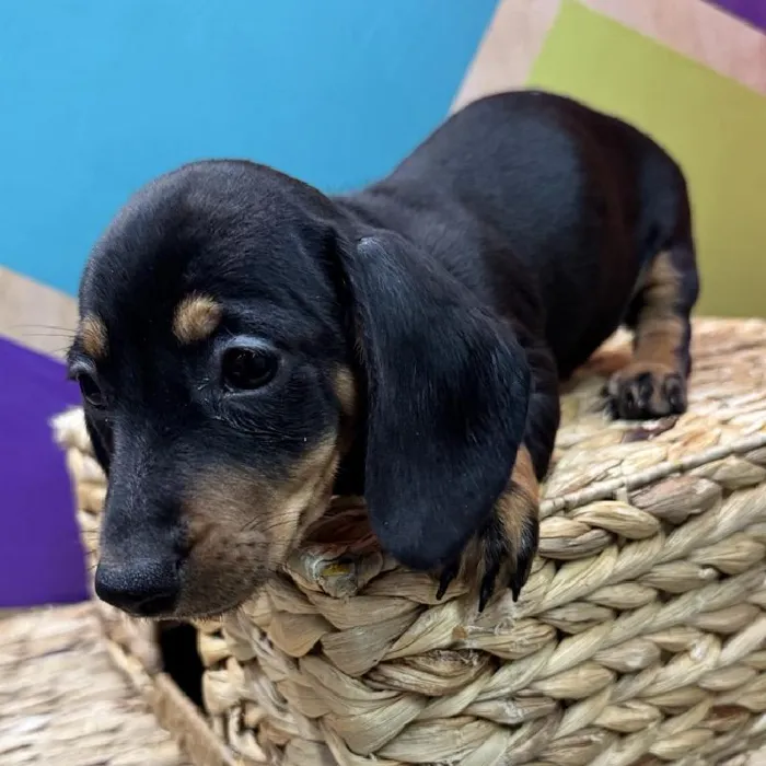Male Dachshund Puppy for Sale in Rogers, AR
