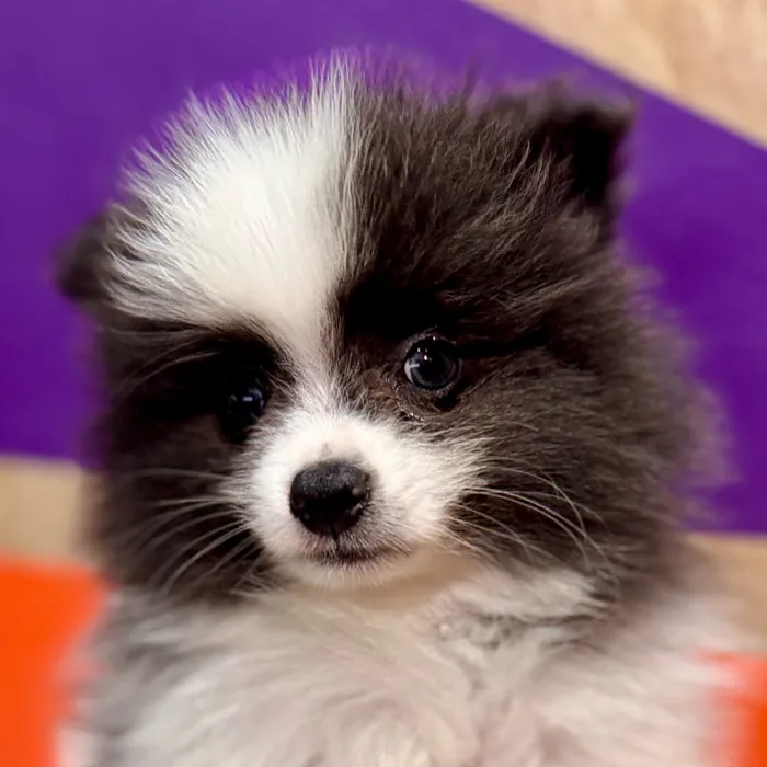 Male Pomeranian puppy for sale at Petland Rogers.