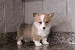 car_main_img_/media/ap_media/pets/DWNMVKJTXBOA189078.webp.250x250_q85.webp