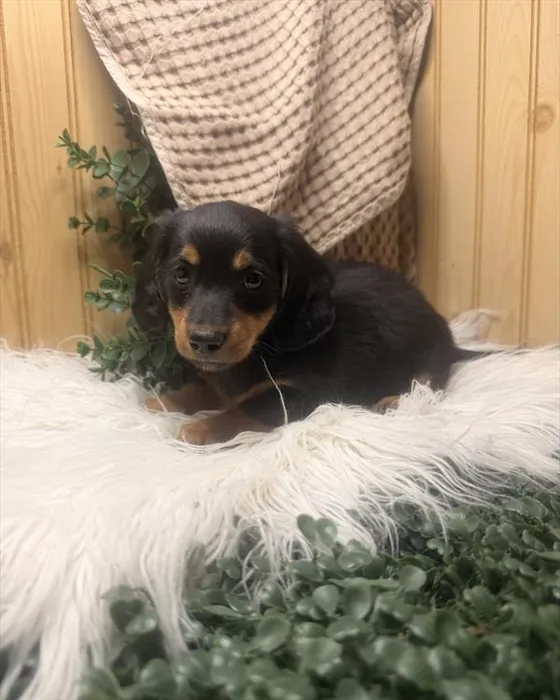 Male Dachshund puppy for sale at Petland Joplin.
