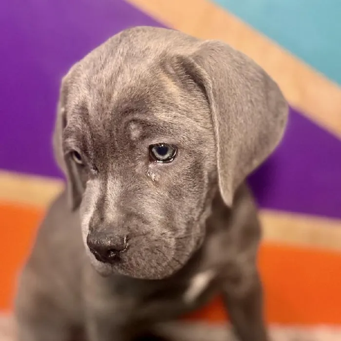 Male Cane Corso puppy named Billy for sale at Petland Rogers.