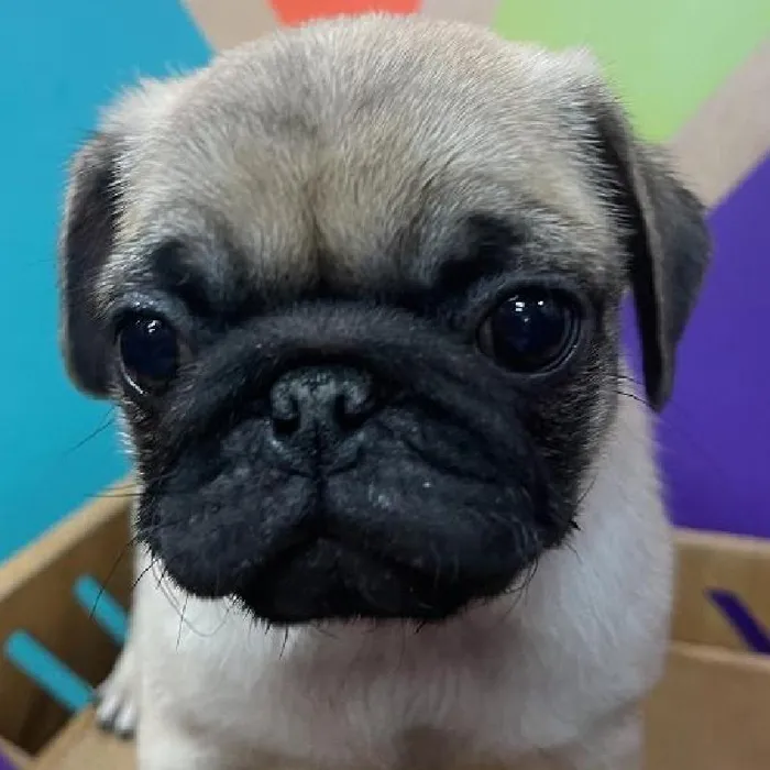 Male Pug Puppy for Sale in Joplin, MO
