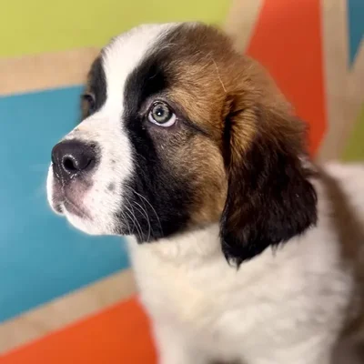 Female Saint Bernard puppy named Cinnamon for sale at Petland Rogers.