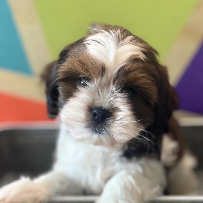 Female Shih Tzu Puppy for Sale in Rogers, AR
