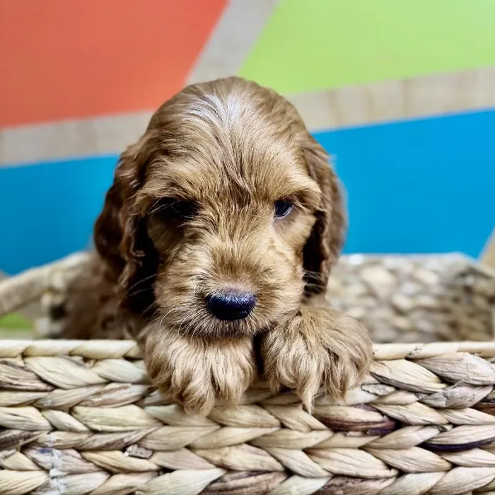 Male Cockapoo Puppy for Sale in Rogers, AR
