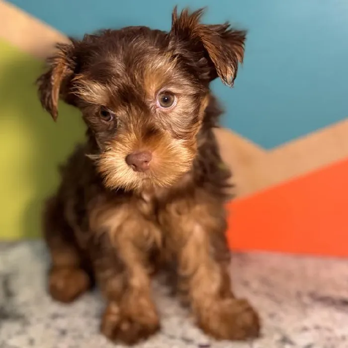 Female Yorkie Puppy for Sale in Rogers, AR
