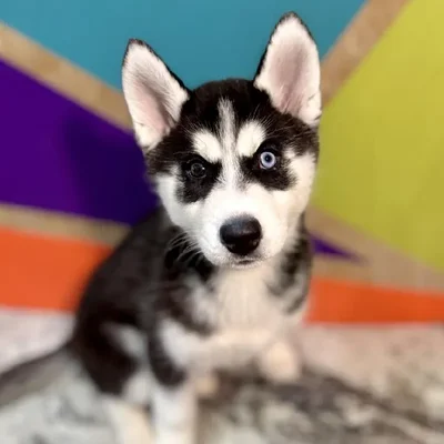 Female Siberian Husky Puppy for Sale in Rogers, AR