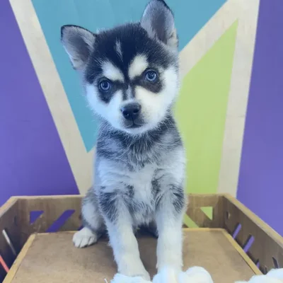 Male Alaskan Klee Kai Puppy for Sale in Rogers, AR