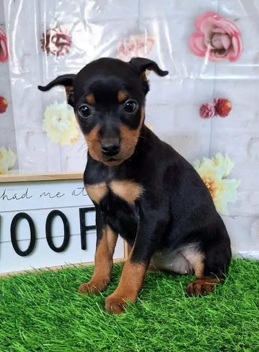 Female Min Pin puppy for sale at Petland Joplin.