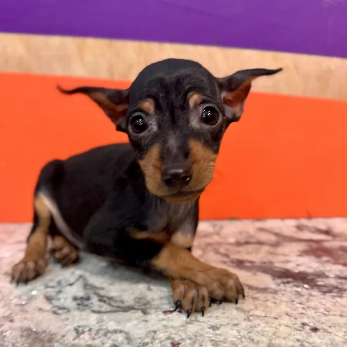 Male Min Pin puppy for sale at Petland Rogers.