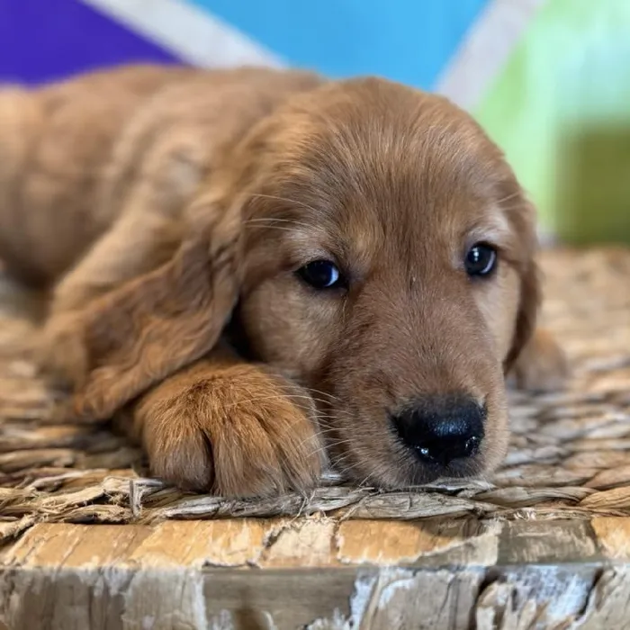 Female Golden Retriever Puppy for Sale in Rogers, AR