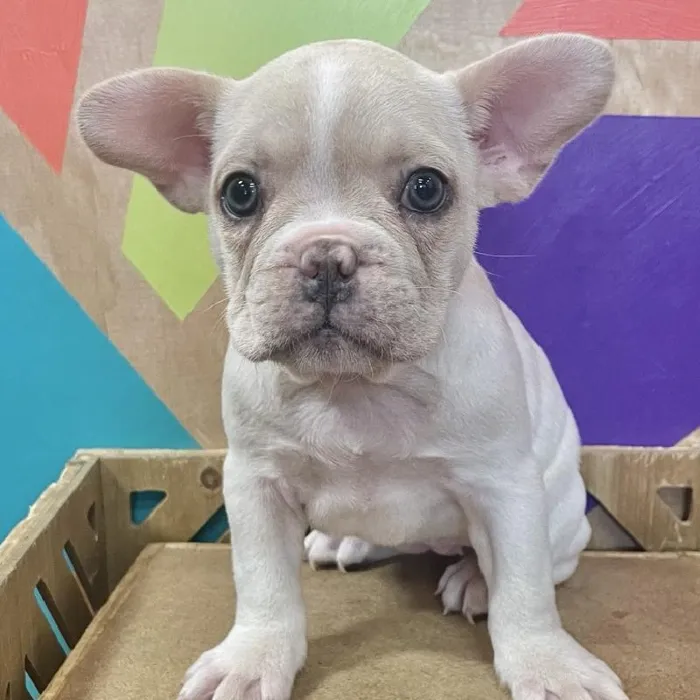 Female French Bulldog puppy named Dohn for sale at Petland Joplin.