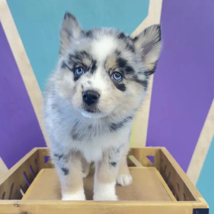 Male Pomsky Puppy for Sale in Joplin, MO